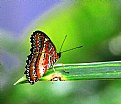 Picture Title - malay lacewing