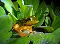 Picture Title - a frog