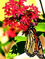 Picture Title - monarch