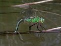 Picture Title - Female Emperor, Anax imperator (Leach, 1815) with the oviposition