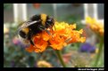 Picture Title - Bee 01