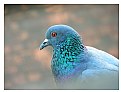 Picture Title - Pigeon - 1