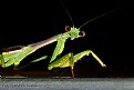 Picture Title - Mr. Mantis