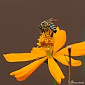 Picture Title - bee on work