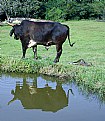 Picture Title - Rural Reflection