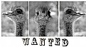 Picture Title - wanted