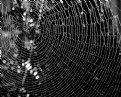 Picture Title - The Web