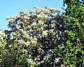 Picture Title - Floral Tree & Tree