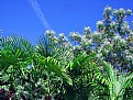 Picture Title - Palms & Floral Tree