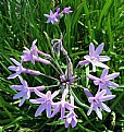 Picture Title - Flowers on Green