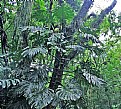 Picture Title - Tropical Plant