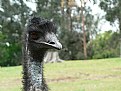 Picture Title - Emu