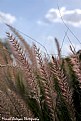 Picture Title - fields of barley