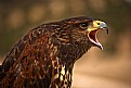 Picture Title - Birds of prey 1 Harris Eagle