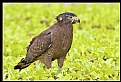 Picture Title - B170 (Smoking cigar by Crested Serpent Eagle)