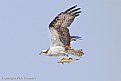 Picture Title - Osprey Lunch