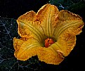 Picture Title - Pumpkin blossom