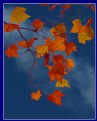 Picture Title - Maple Leaves in Fall