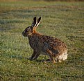 Picture Title - Hare Today