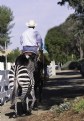Picture Title - Cowboy, Horse and Zebra