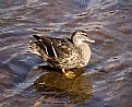 Picture Title - Duck