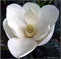 Picture Title - Summer Magnolia...