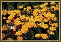 Picture Title - Poppies in a Field