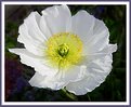 Picture Title - White Poppy