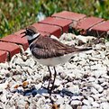 Picture Title - Graveyard Bird