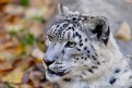 Picture Title - Snow Leopard