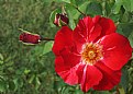 Picture Title - red petals