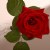 rose in vase
