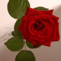 Picture Title - rose in vase