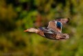 Picture Title - Mallard Female in Flight