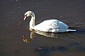 Picture Title - 2 x Swans