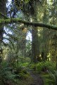 Picture Title - Hoh Rainforest