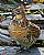 Ruffed Grouse