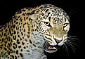Picture Title - Persian leopard