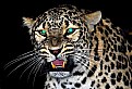 Picture Title - PERSIAN LEOPARD 2