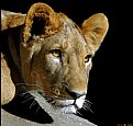 Picture Title - AFRICAN LION