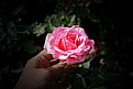 Picture Title - rose-1