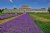 Kew Garden Lavender