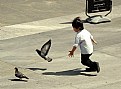 Picture Title - chasing pigeons