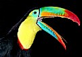 Picture Title - TUCAN