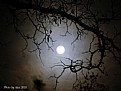 Picture Title - Moonlight
