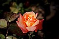 Picture Title - rose-3