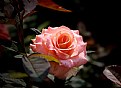 Picture Title - rose-4