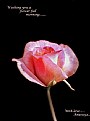 Picture Title - rose-5