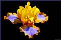 Picture Title - IRIS