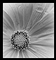 Picture Title - Monochrome Flower